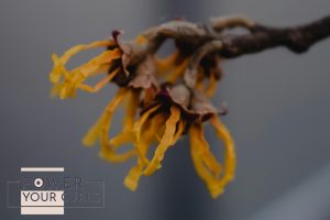Witch Hazel: Your Scalp’s Next Best Friend