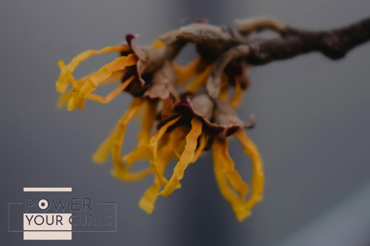 Witch Hazel: Your Scalp’s Next Best Friend 1 Post