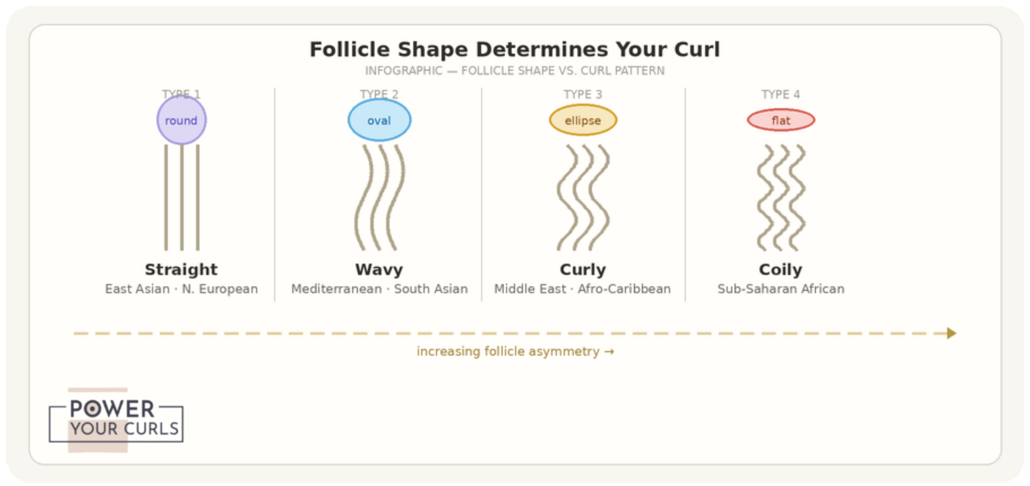 Curly Hair Genetics: Curl Pattern in DNA & Ethnicity 11 Post