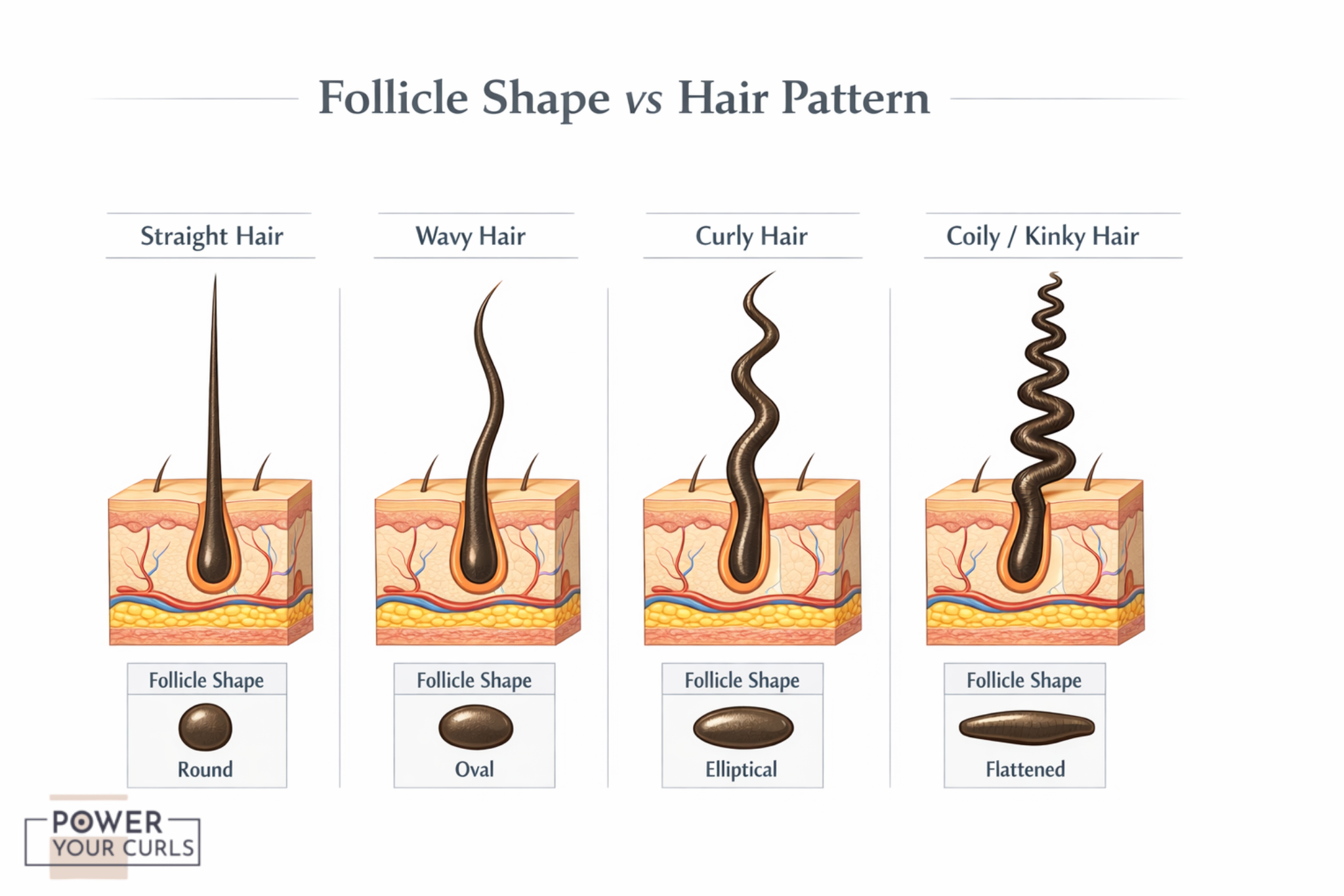Curly Hair Genetics: Curl Pattern in DNA & Ethnicity 12 Post